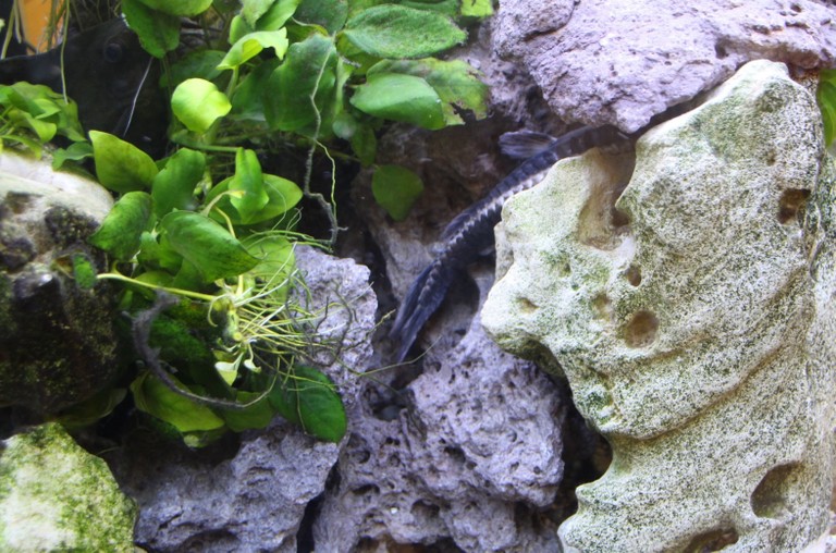 Aquarienbörse 2018 I.jpg