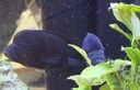 Aquarienbörse 2018 J.jpg