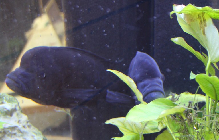 Aquarienbörse 2018 J.jpg