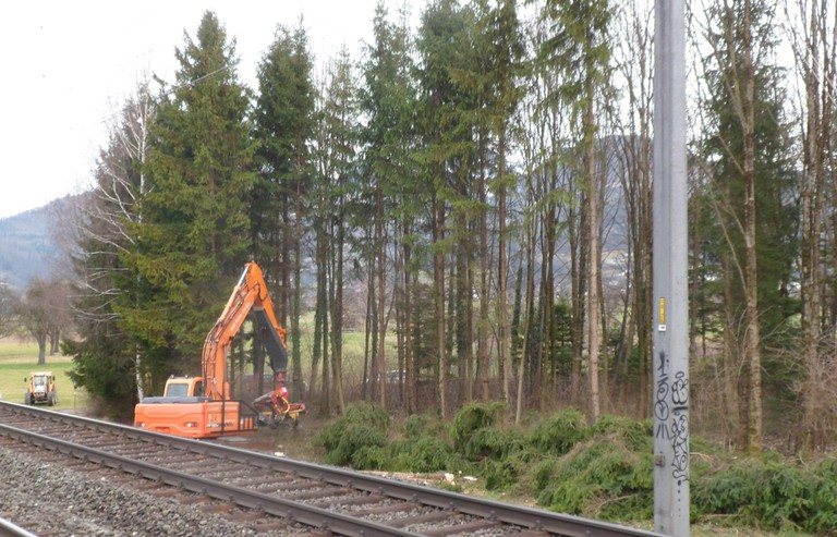 Auwald Bahntrasse 02.jpg