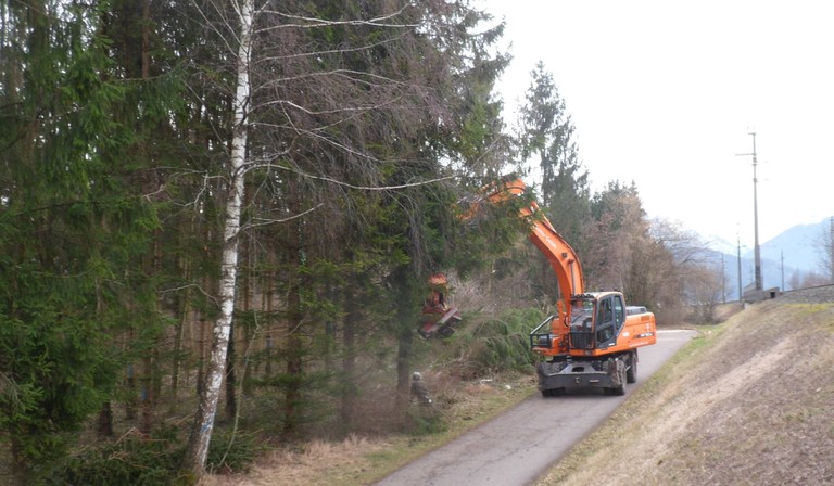 Auwald Bahntrasse 03.jpg