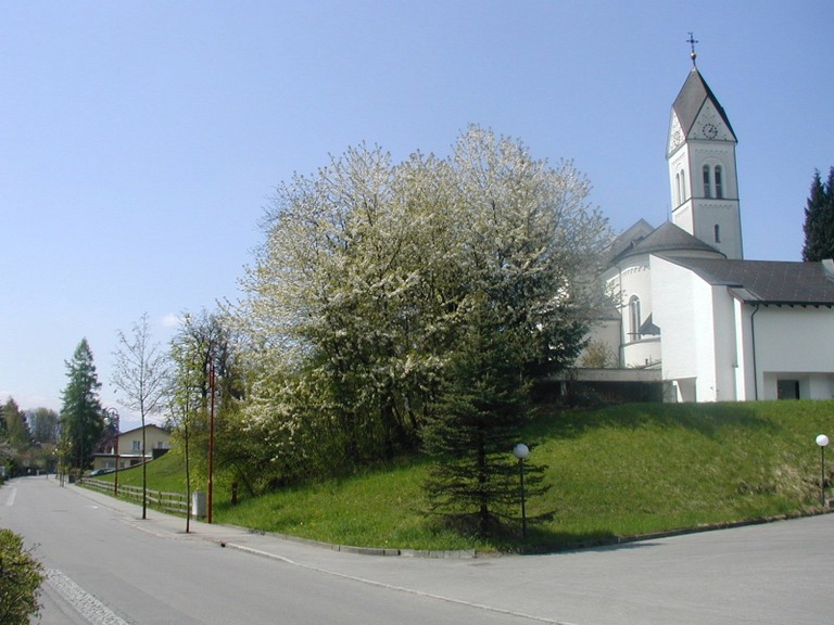 BaumgruppeAustr1.jpg