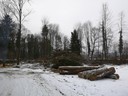 Eschen1.jpg