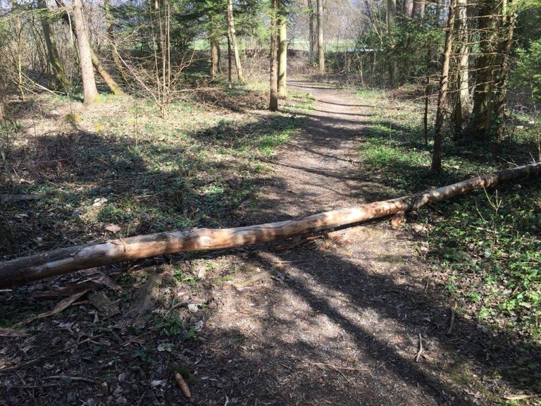 Eschensterben10 - Kopie.jpg
