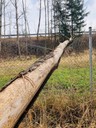 Eschensterben2 - Kopie.jpg