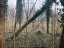 Eschensterben3.jpg