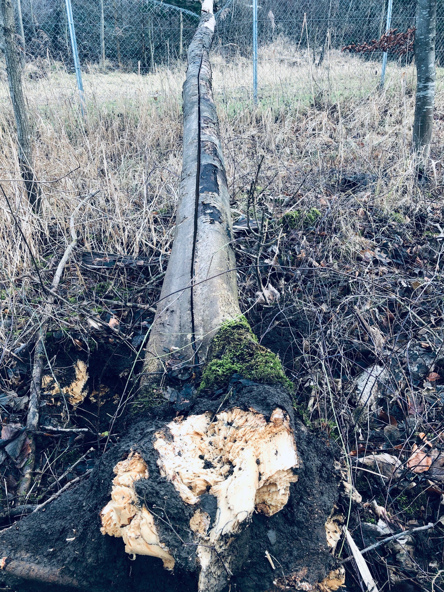 Eschensterben3 - Kopie.jpg