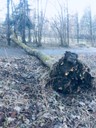 Eschensterben4.JPG