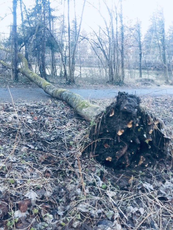 Eschensterben4.JPG