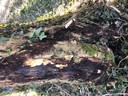 Eschensterben6 - Kopie.jpg
