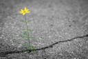 flower-4346049_1920.jpg