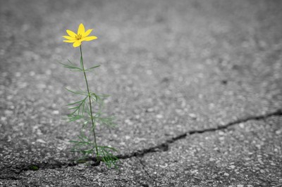 flower-4346049_1920.jpg