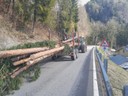 Funkenholz rüsten 05.jpg