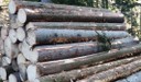 Holzversteigerung.jpg