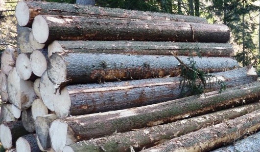 Holzversteigerung.jpg