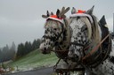 Kutschenfahrt.jpg