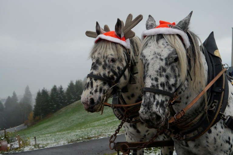 Kutschenfahrt.jpg