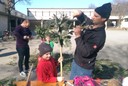 Palmbinden 02.jpg