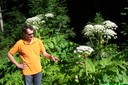 Riesenbärenklau ©Inatura.jpg