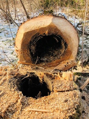 Rotfaule Fichten © Christoph Khueny.jpg