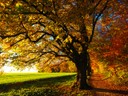 tree-779827_1280.jpg