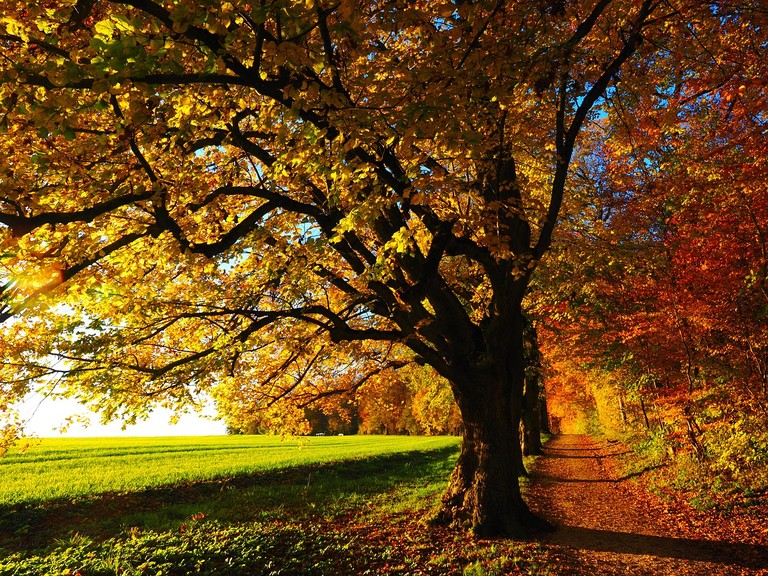 tree-779827_1280.jpg