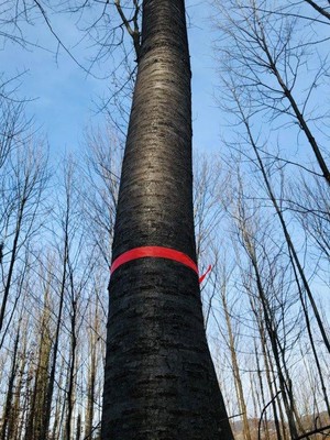 Zukunftsbaum Kirsche © Christoph Khueny.jpg