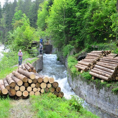 Ich und mein Holz