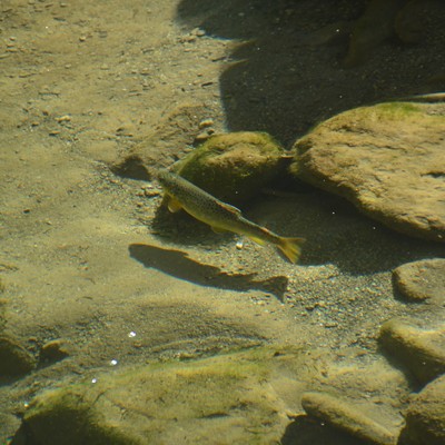 Fische