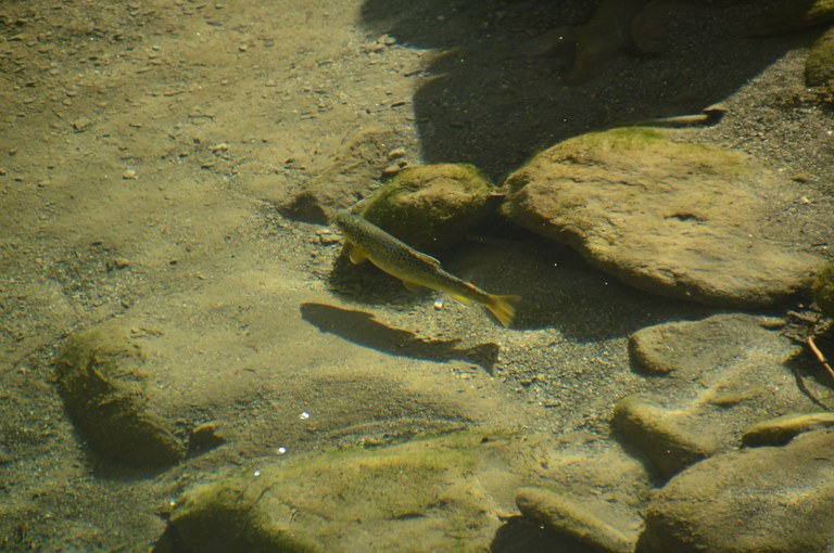 Fisch in der Frutz © Marktgemeinde Rankweil