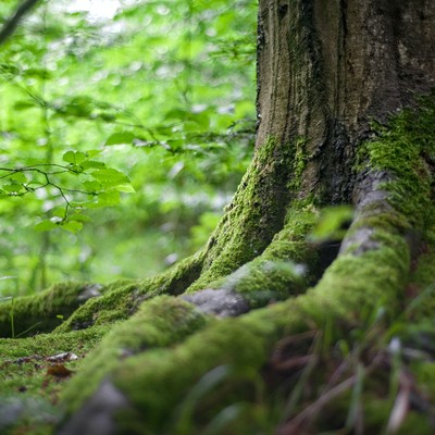 Waldführungen an der Trift