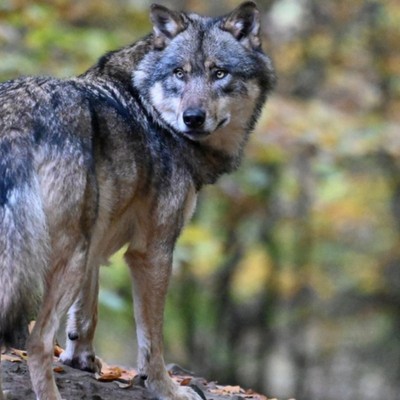 ACHTUNG: Wolf im Gemeindegebiet von Übersaxen gesichtet!
