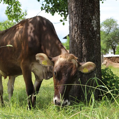 Landwirtschaft