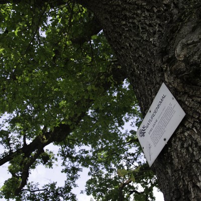 Naturdenkmäler
