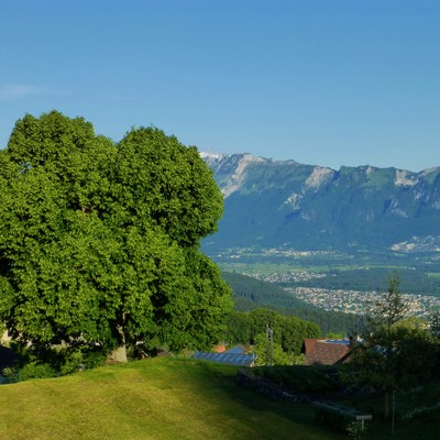 Linden