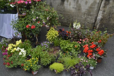 Alberschwender Gartenmarkt 11.Juni 2016 17.jpg