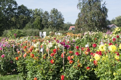 Ausflug Dahlienschau Lindau  27. September 2015 (30).jpg