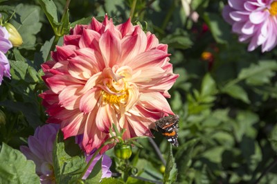 Ausflug Dahlienschau Lindau  27. September 2015 (31).jpg