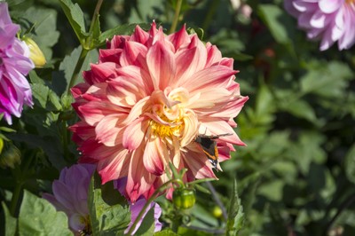Ausflug Dahlienschau Lindau  27. September 2015 (32).jpg