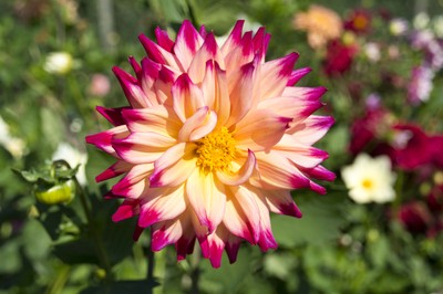 Ausflug Dahlienschau Lindau  27. September 2015 (34).jpg