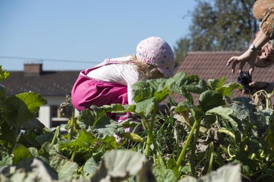 Kindergarten Kürbisernte 01. Oktober 2015 (13).jpg