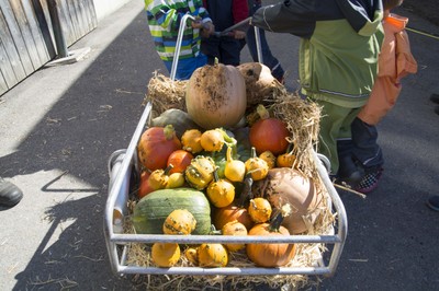Kindergarten Kürbisernte 01. Oktober 2015 (23).jpg