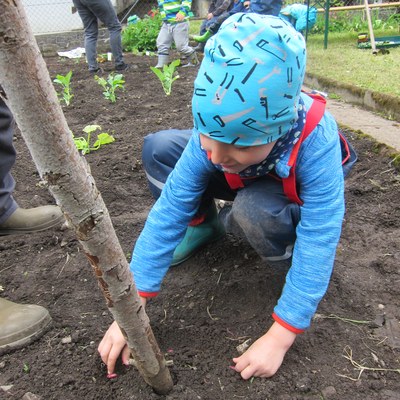 Garten pflanzen_Mai16 (31).JPG