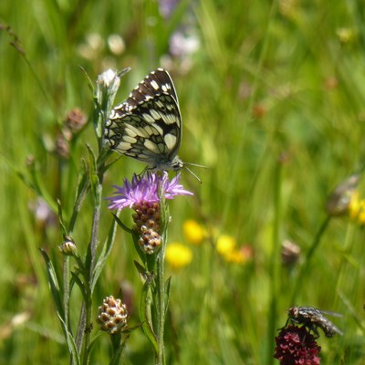 P1160493_Flockenblumen und Schachbrett_c_RM Europaschutzgebiete.jpg