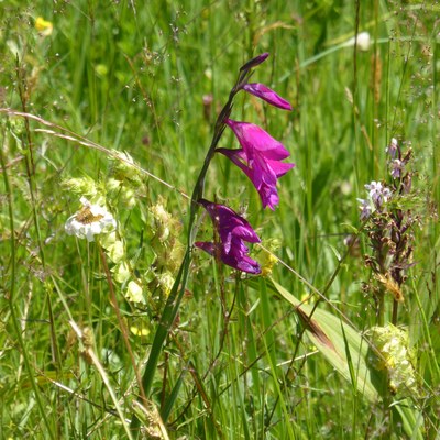 P1160498_Sumpfgladiole_c_RM Europaschutzgebiete.jpg