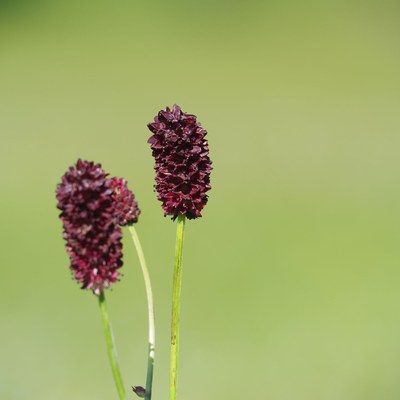 P6193318_Großer Wiesenknopf_c_RM Europaschutzgebiete.jpg