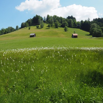 P6193333_Wollgraswiese.jpg