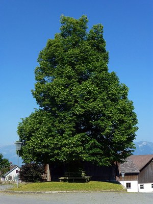 Rösslelinde_von_Osten.jpg