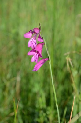 Sumpfgladiole_Markus_Grabher.JPG