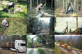 waldbew..jpg